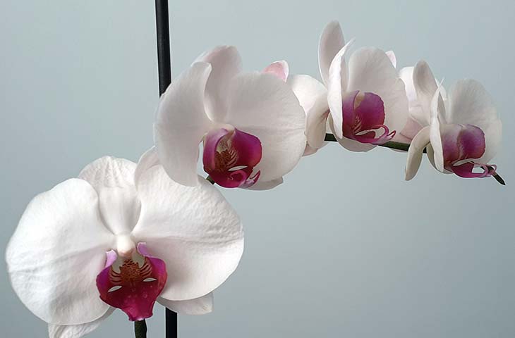 Çocuk ve Ergen Psikolojisi Konya